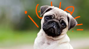 El perrito que dice guau